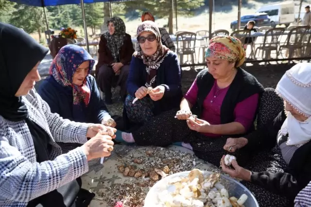 Kilosu etle yarışıyor! Japonların gözdesi 'beyaz altın'da hasat başladı Kilosu etle yarışıyor! Japonların gözdesi 'beyaz altın'da hasat başladı