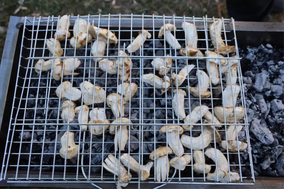 Kilosu etle yarışıyor! Japonların gözdesi "beyaz altın"da hasat başladı