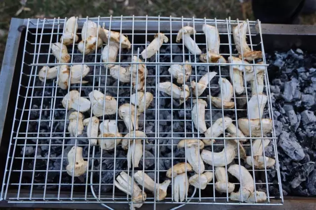 Kilosu etle yarışıyor! Japonların gözdesi 'beyaz altın'da hasat başladı Kilosu etle yarışıyor! Japonların gözdesi 'beyaz altın'da hasat başladı