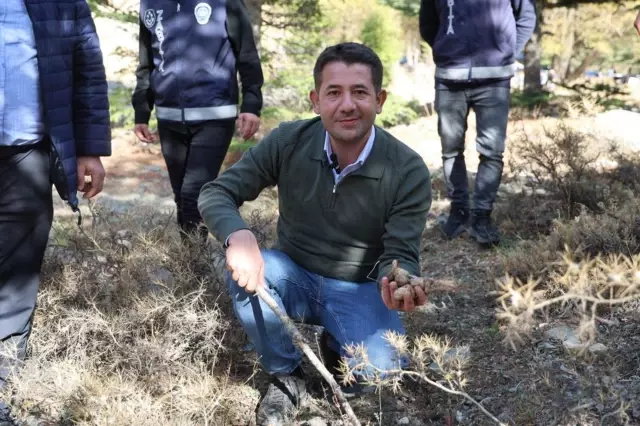 Kilosu etle yarışıyor! Japonların gözdesi 'beyaz altın'da hasat başladı Kilosu etle yarışıyor! Japonların gözdesi 'beyaz altın'da hasat başladı