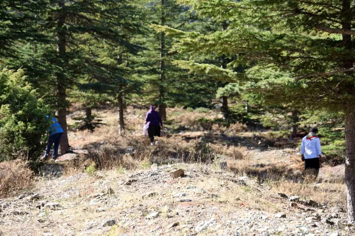 Adana\'da Sedir Mantarına Talep Artıyor: \'Beyaz Altın\' İhracata Açıldı