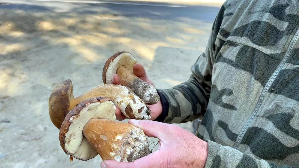 Saatlerce gezip 3 adet bulabiliyorlar! Kiloyla değil gramla satılıyor