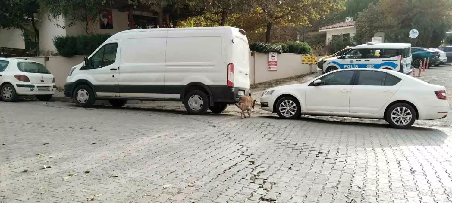 Divriği\'de Baş Belası: Sokak Köpekleri Otomobili Parçaladı