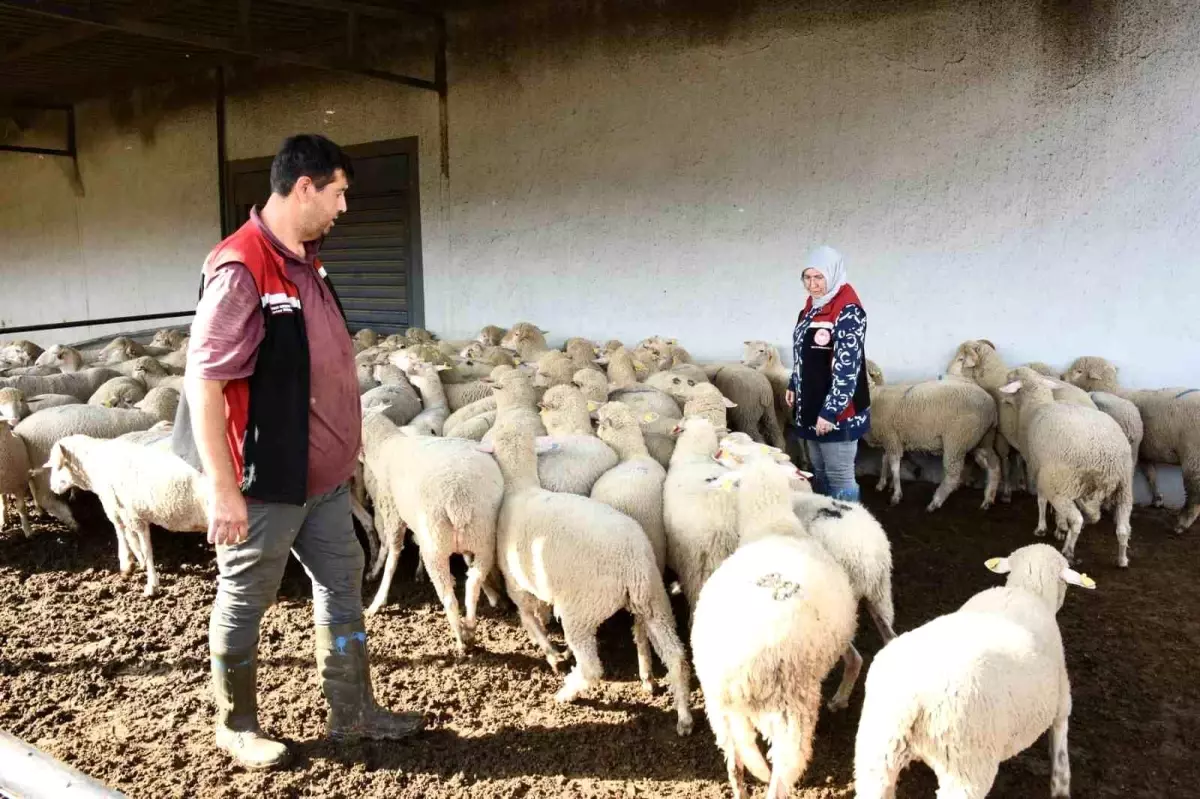 Aliağa\'da Damızlık Koyun Üretim Merkezi Projesi Tamamlandı