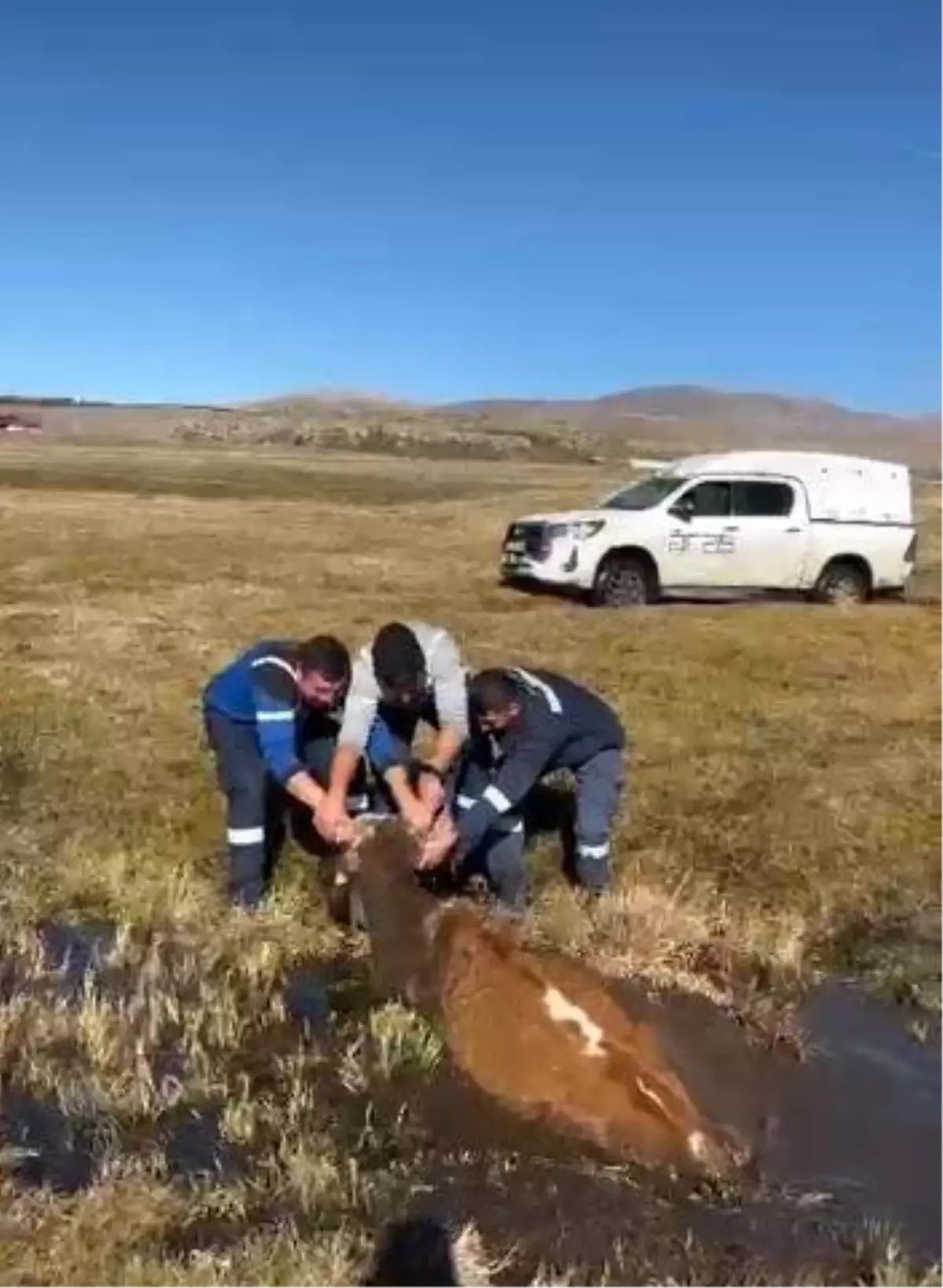 Bataklığa Saplanan İnek Kurtarıldı