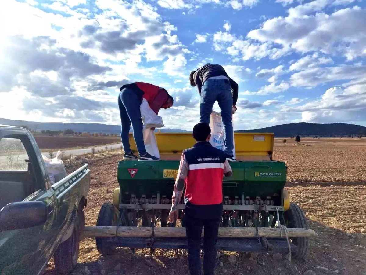 Çavdarhisar\'da Tohum Dağıtımı ve Ekimi