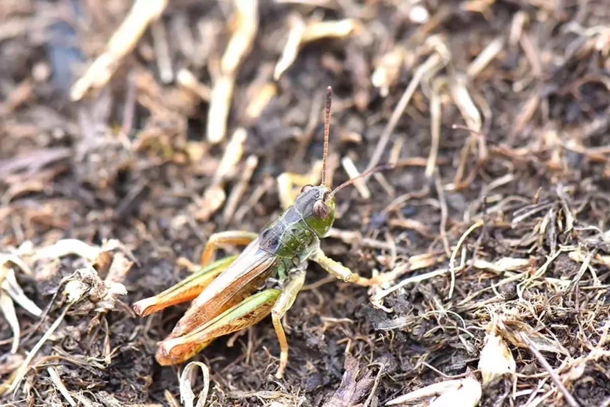 Karadeniz\'de yeni bir çekirge türü keşfetti