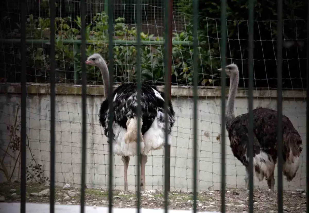 İspanya Kuş Gribine Karşı Önlem Aldı