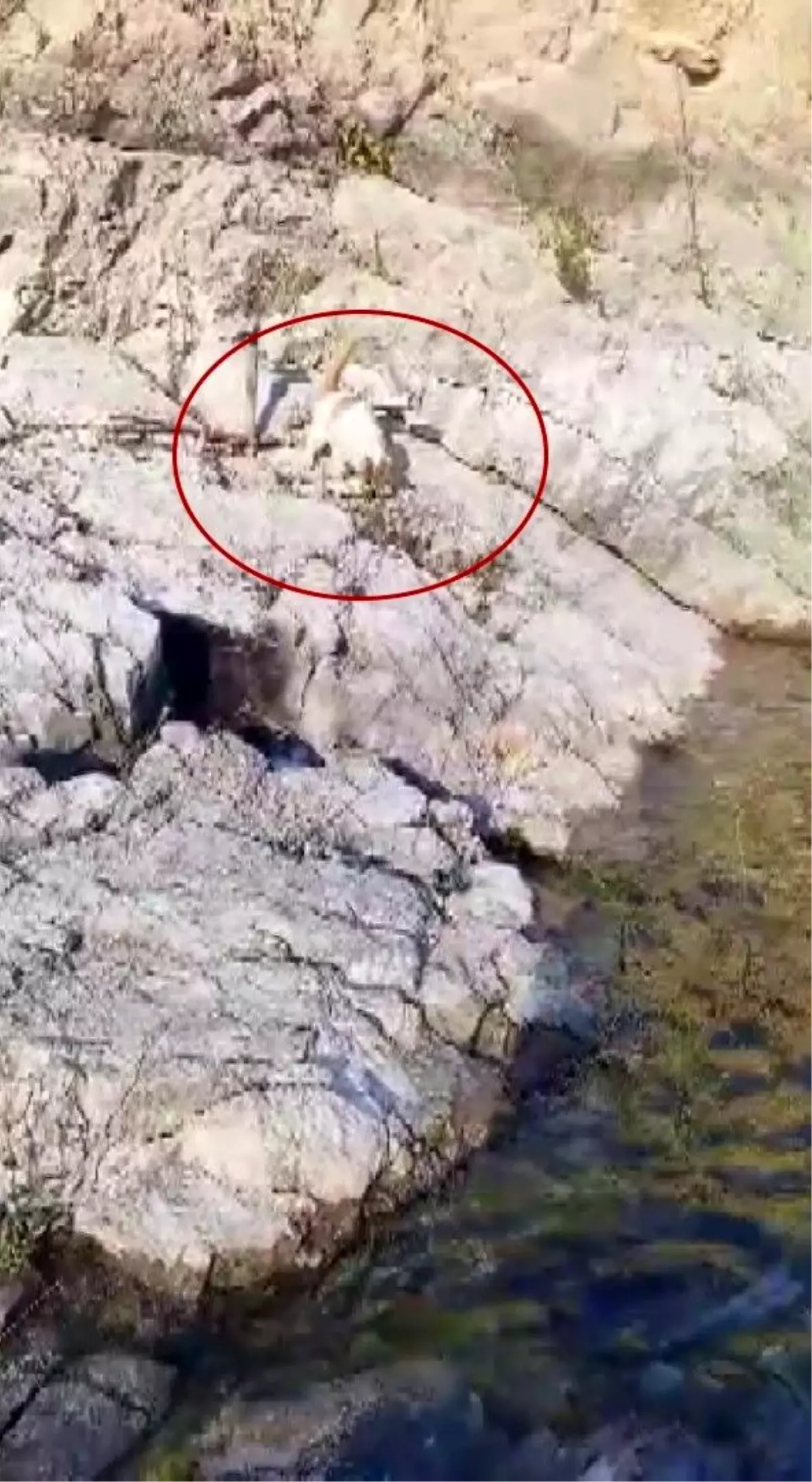 Balıkçı, Yakaladığı Balığı Aç Kediyi Besledi