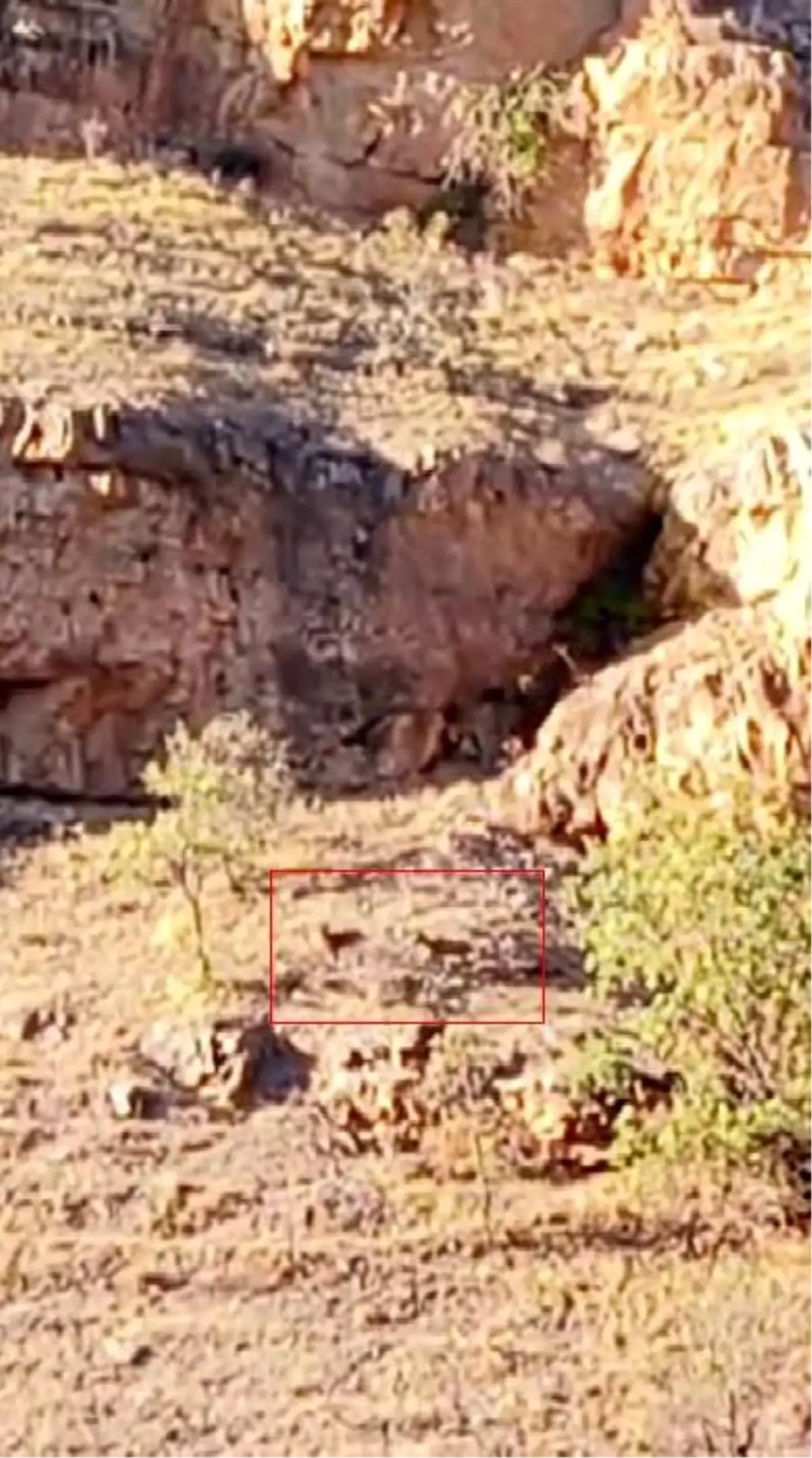 Arapgir\'de Yaban Keçileri Görüntülendi