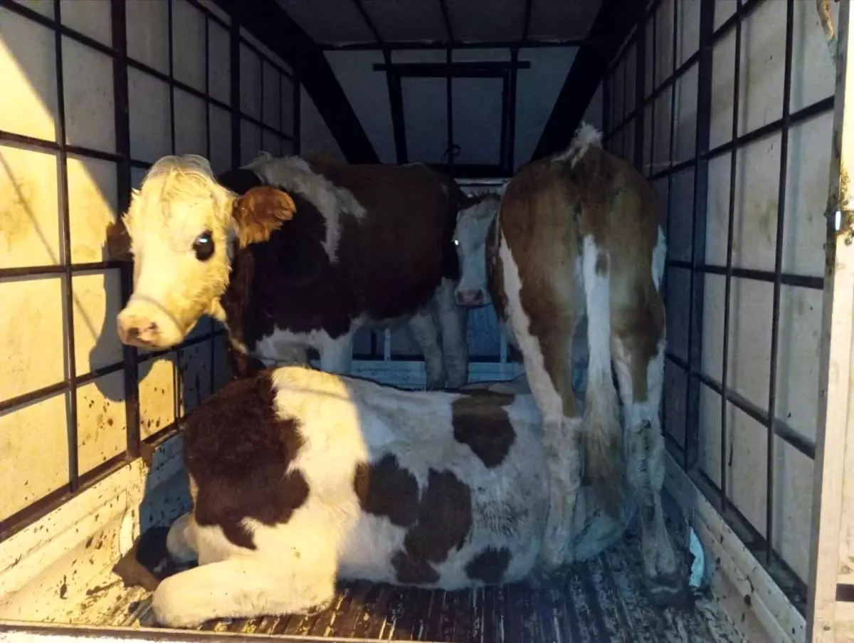 Çalıntı Hayvanlar Jandarmanın Elinde