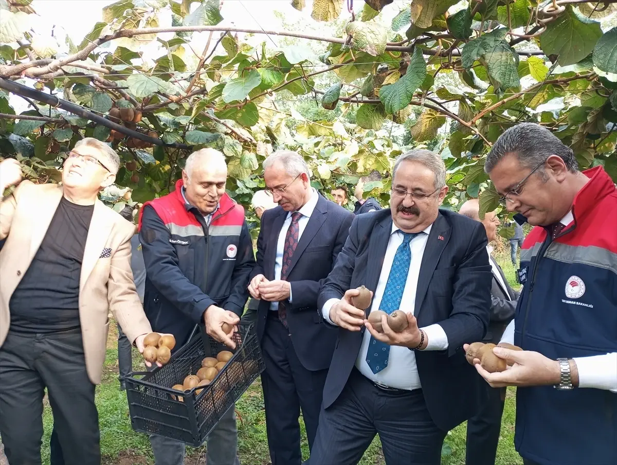 Çarşamba\'da Kivi Hasat Şenliği