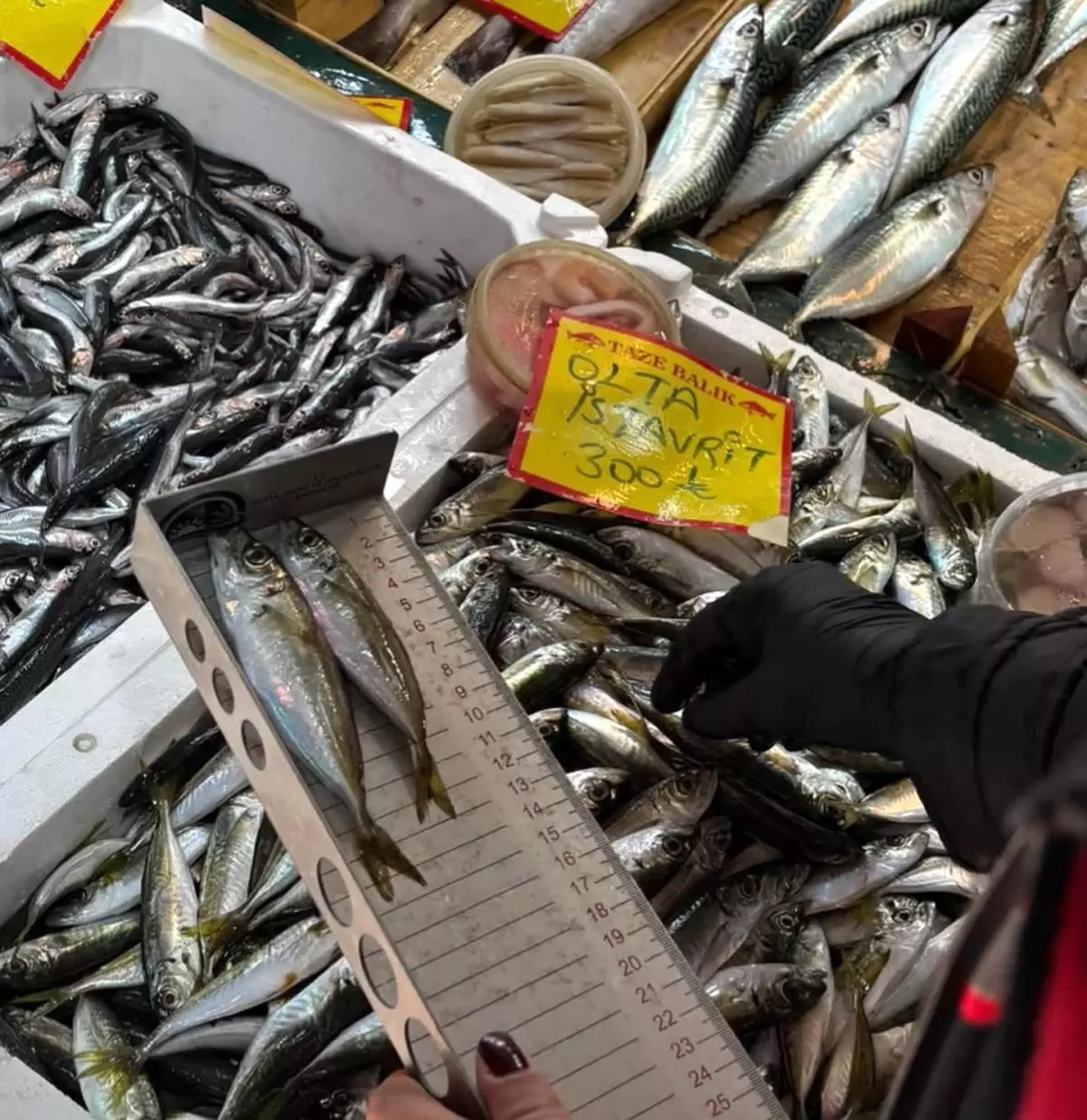 Tekirdağ\'da Balık Satışlarına Denetim