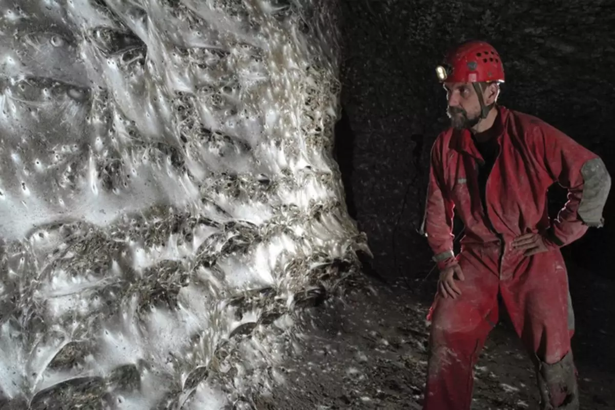 Dünyanın en büyük örümcek ağı keşfedildi