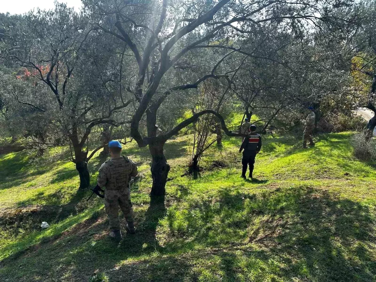 Zeytin Hasadı İçin Jandarma Tedbirleri