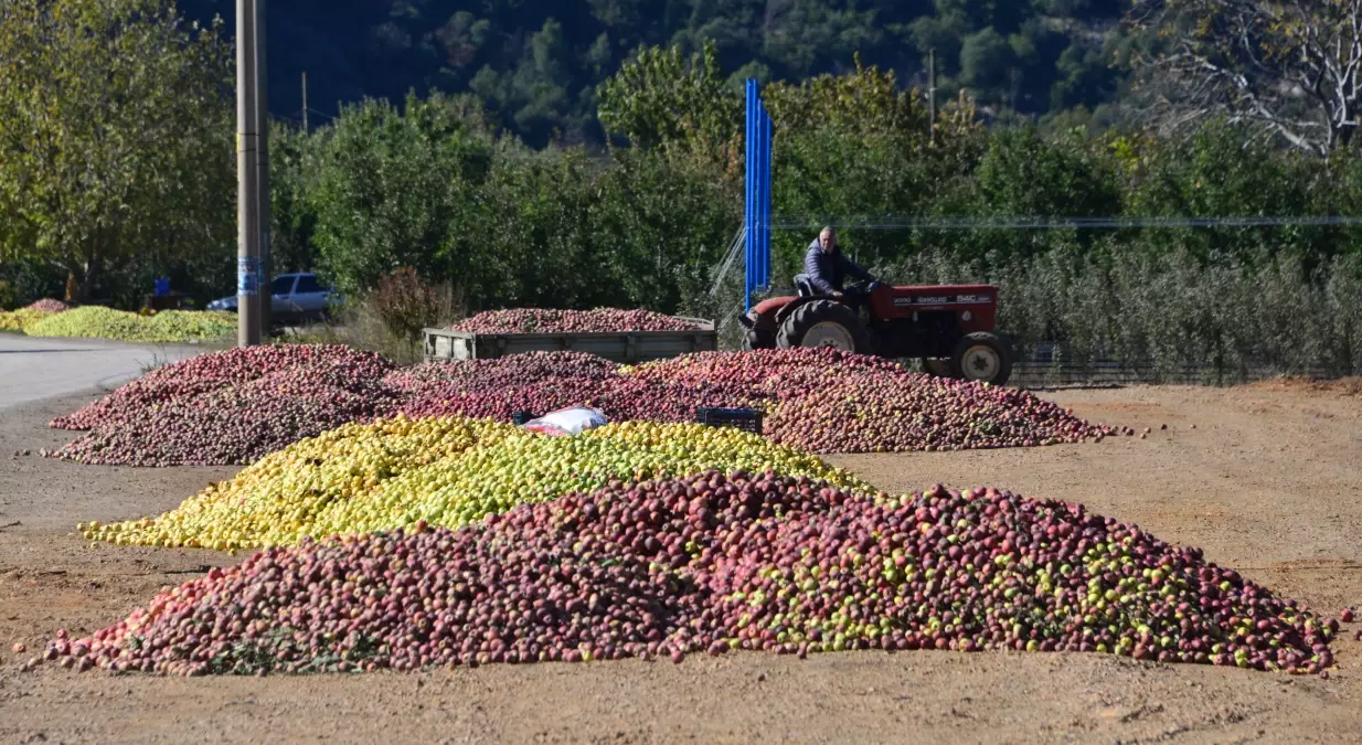 Eğirdir\'de Elma Hasadında %40 Kayıp!