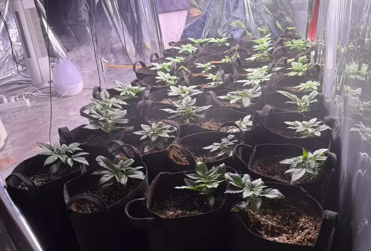 İzmir\'de Hint Keneviri Operasyonu