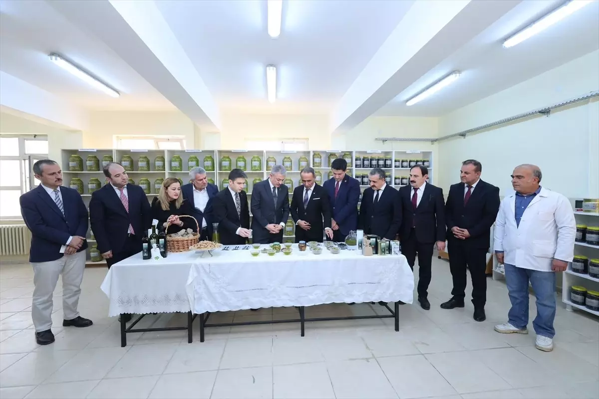 Vali Akkoyun Derik\'te Zeytin Hasadı Yaptı