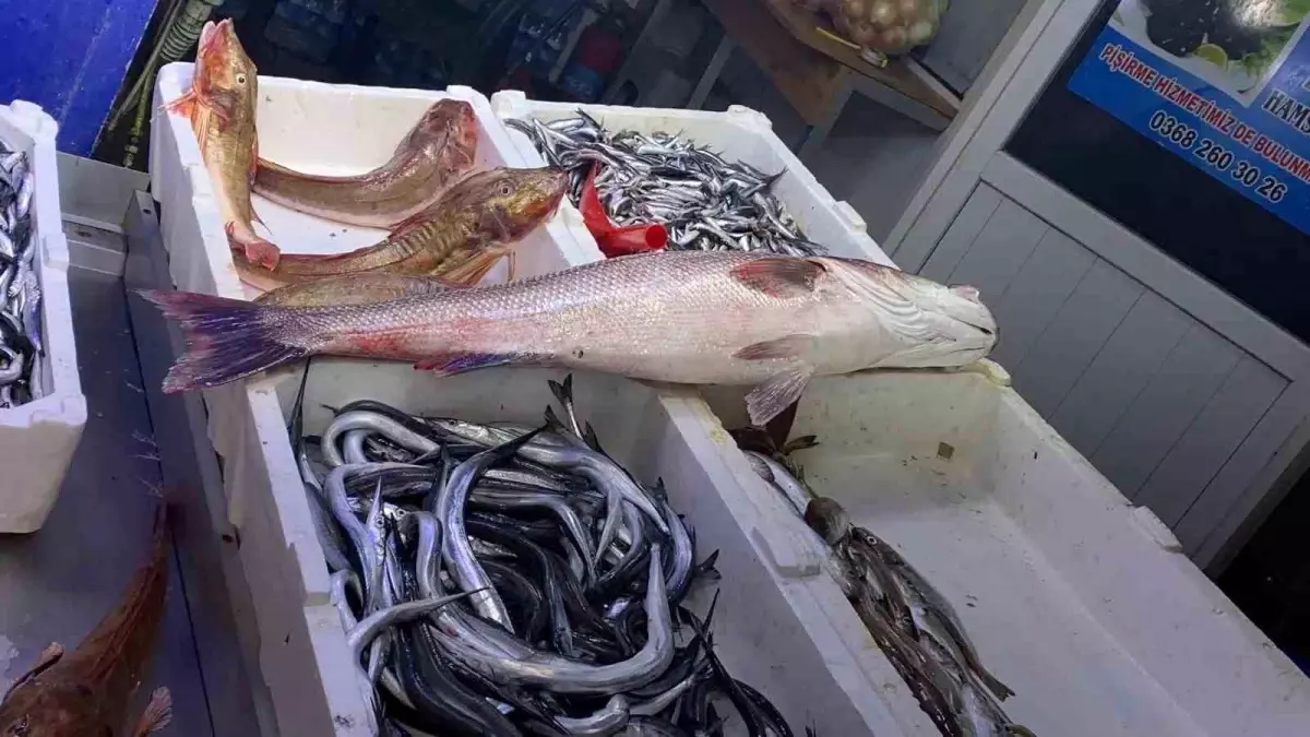 Sinop\'ta 9 Bin Liralık Dev Deniz Levreği Yakalandı