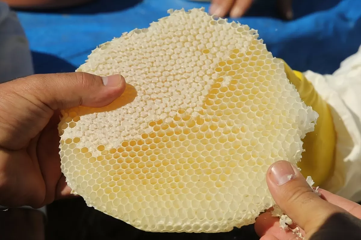 Pervari Balı AB Tescili İçin Hazır