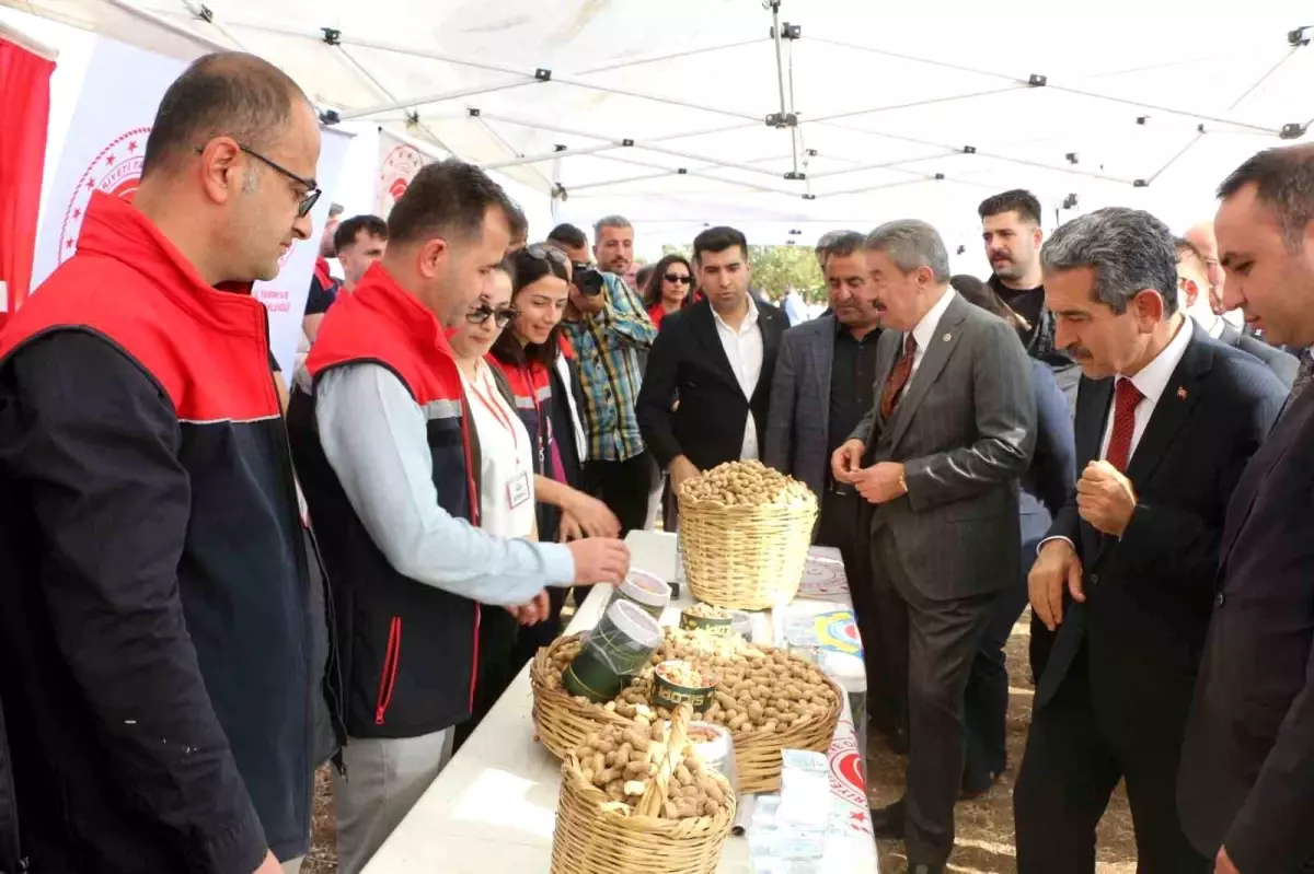 Silopi\'de Yer Fıstığı Hasat Şenliği