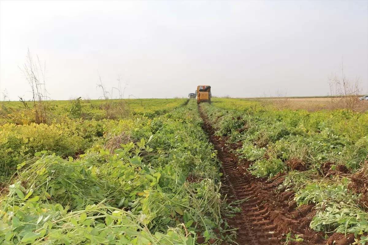 Silopi\'de Yer Fıstığı Hasat Şenliği