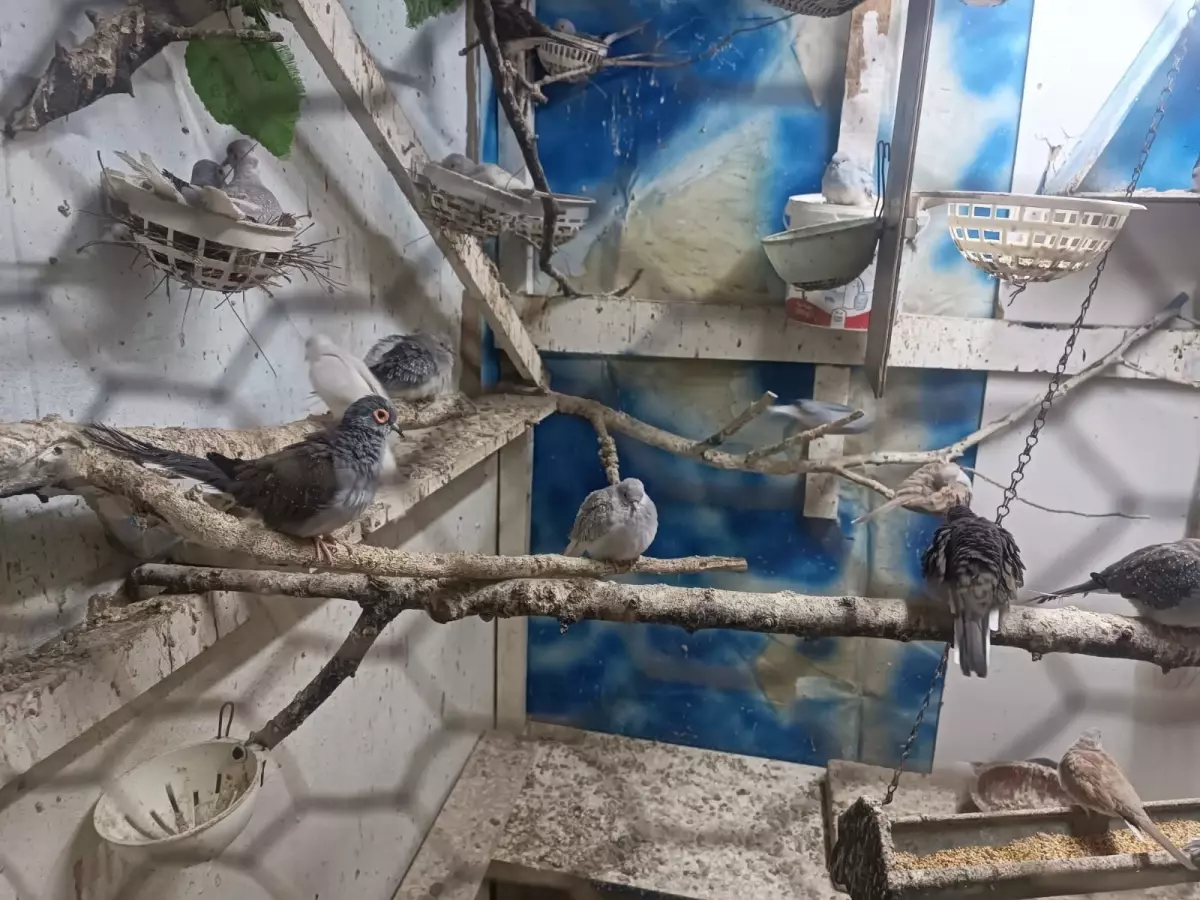 Çorlu\'da Yasa Dışı Hayvan Operasyonu