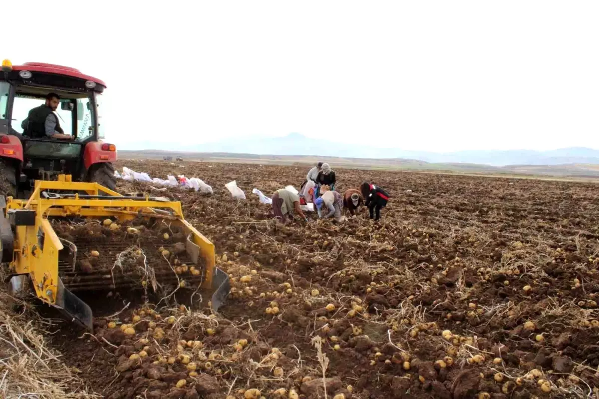 Tercan\'da Kışlık Patates Hasadı Devam Ediyor