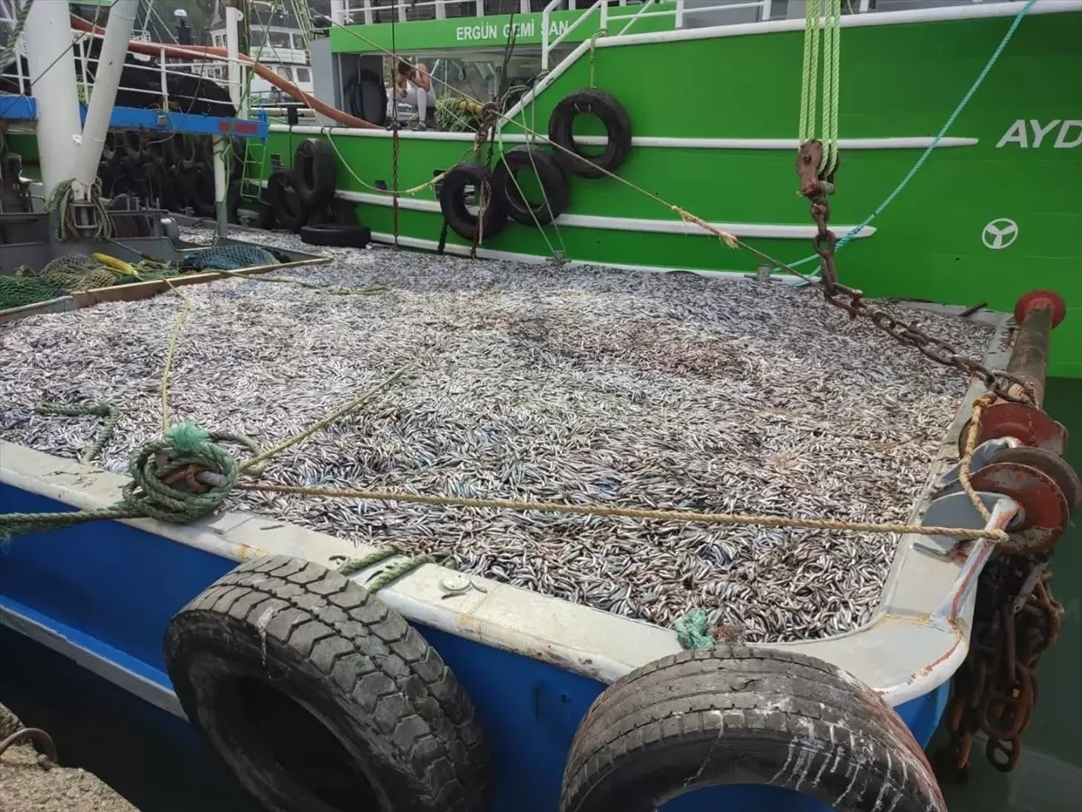 Türkeli\'de Hamsi Avcılığı Denetimi