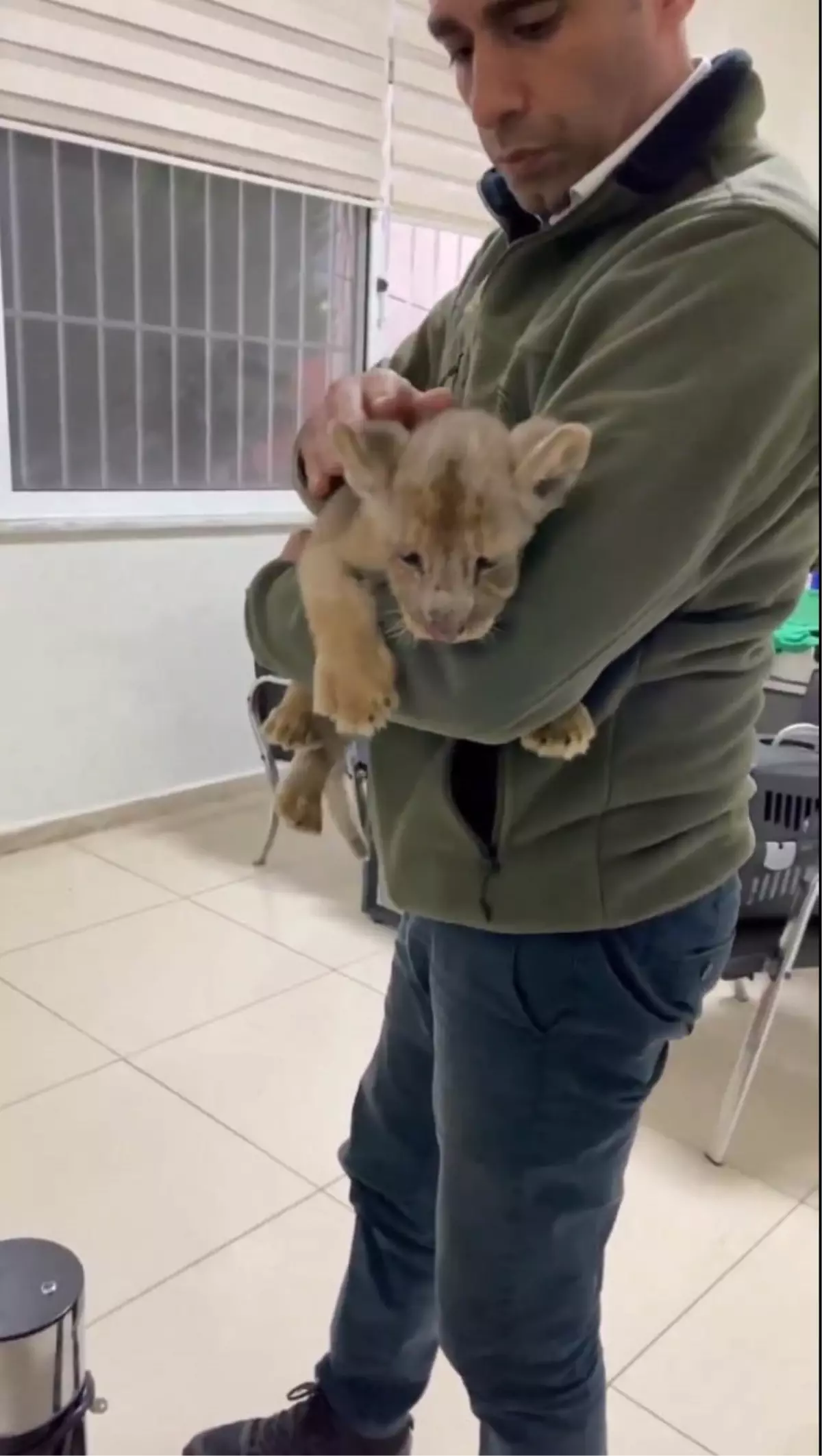 Yasa Dışı Afrika Aslanı Yavrusu Ele Geçirildi