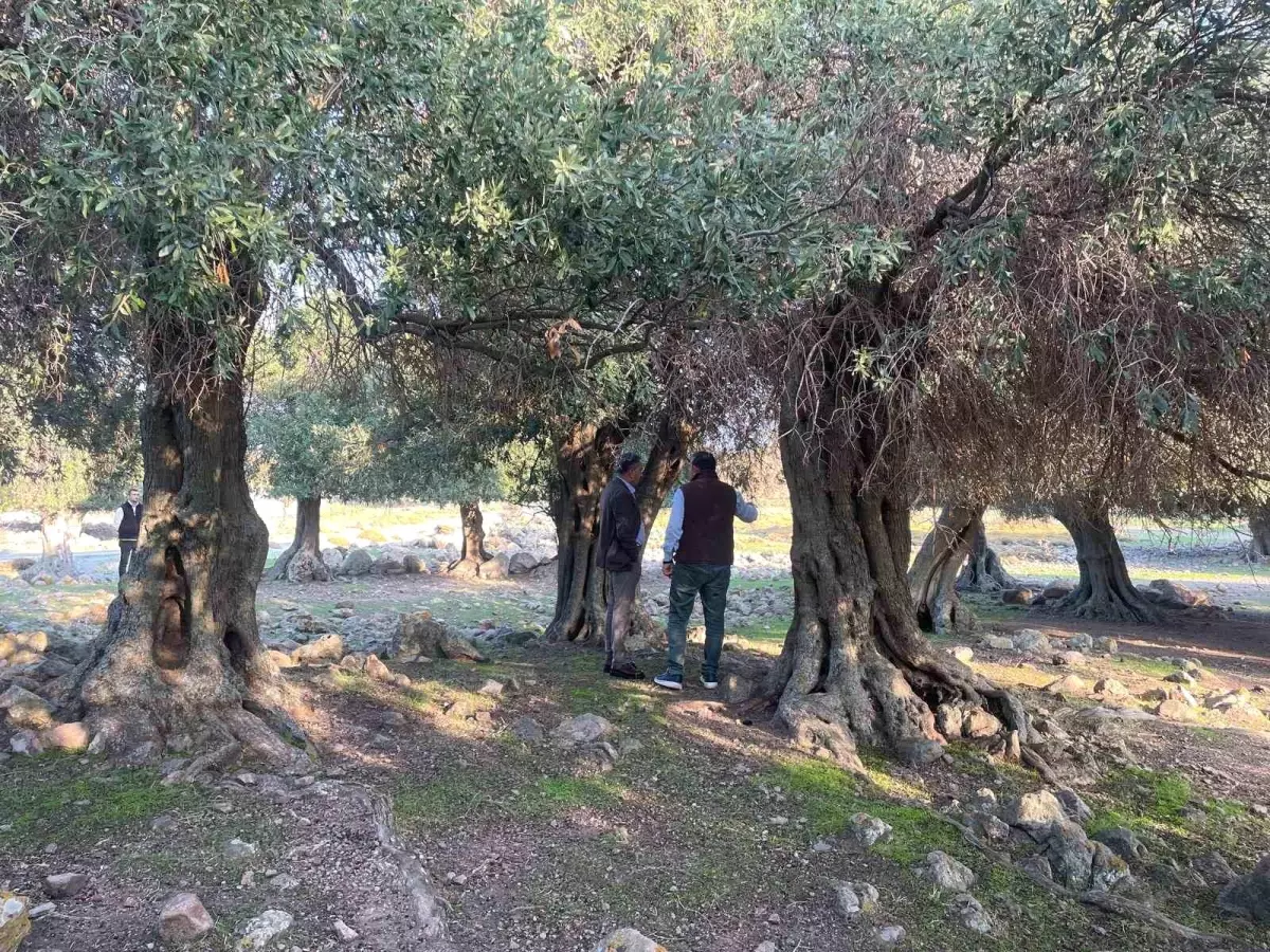 Gökçeada\'da Yalnızca Yetişen Ladolia Cinsi Zeytinler Doğal Tarımla Üretiliyor