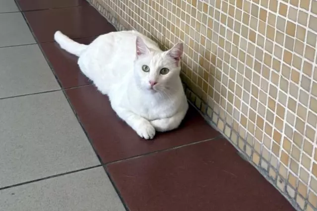 Bakırköy Cumhuriyet Başsavcılığı'ndan tartışma yaratacak "kedi" kararı | Son Dakika