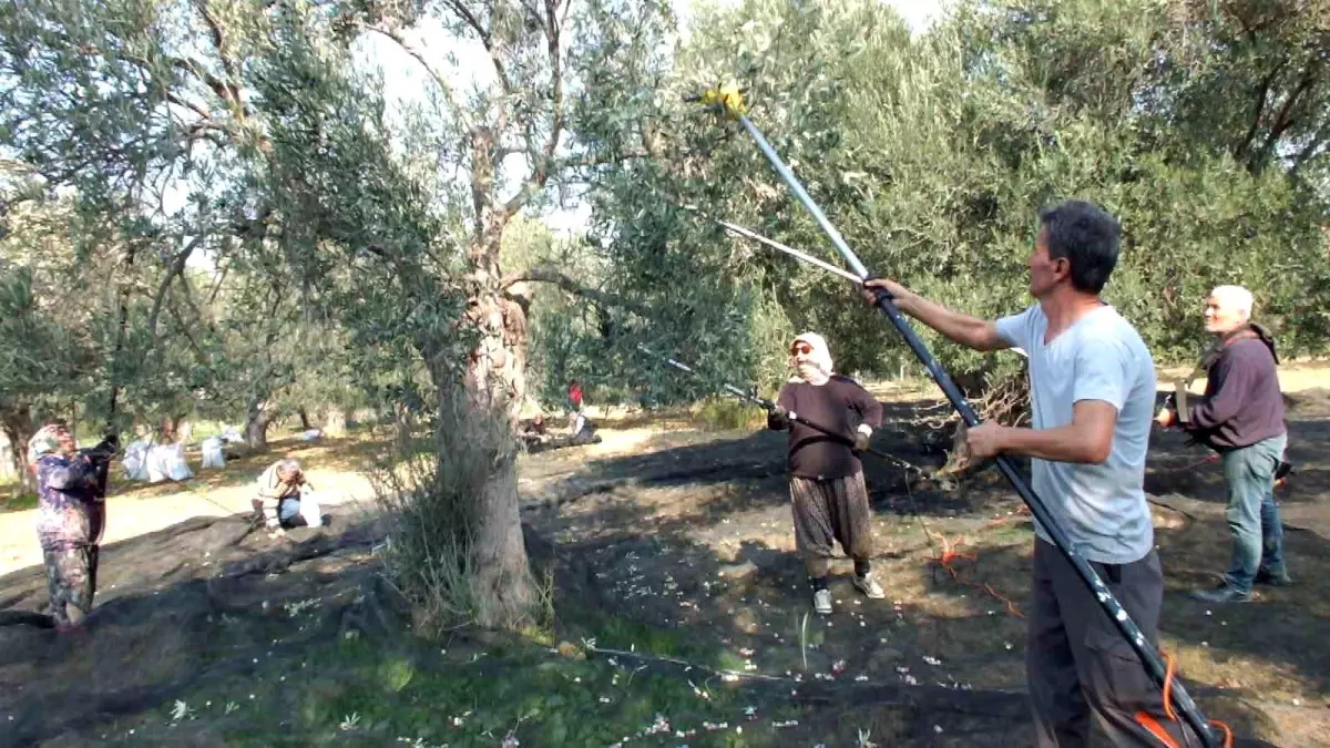 Burhaniye\'de Zeytin Hasadı Makinelerle Kolaylaşıyor