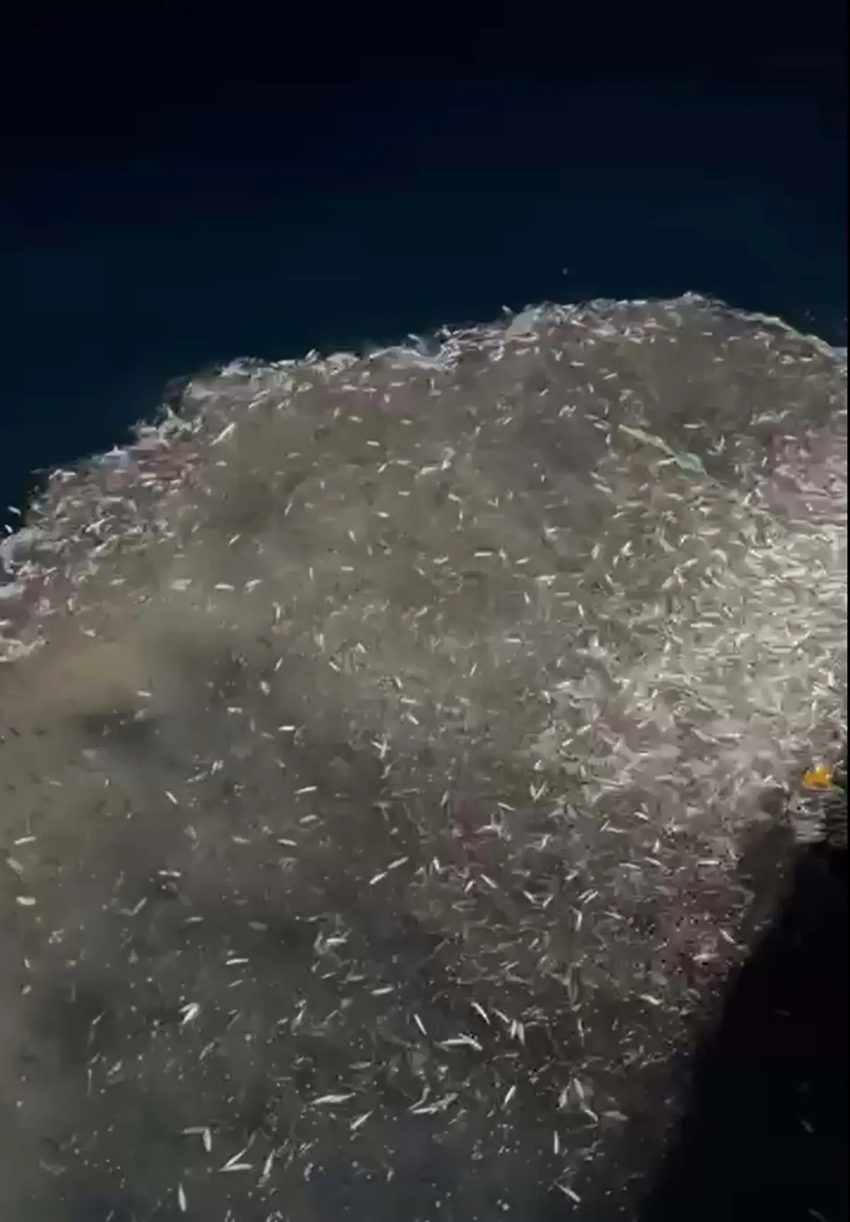 Çanakkale\'de Yavru Kupes Balığı Denize Salındı