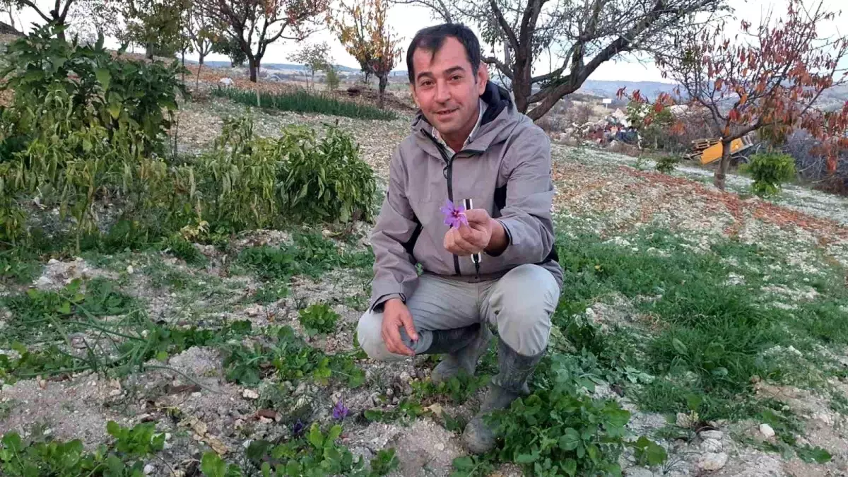 İlçede \'kırmızı altın\' mucizesi! İlk hasadında 150 gram ürün elde etti