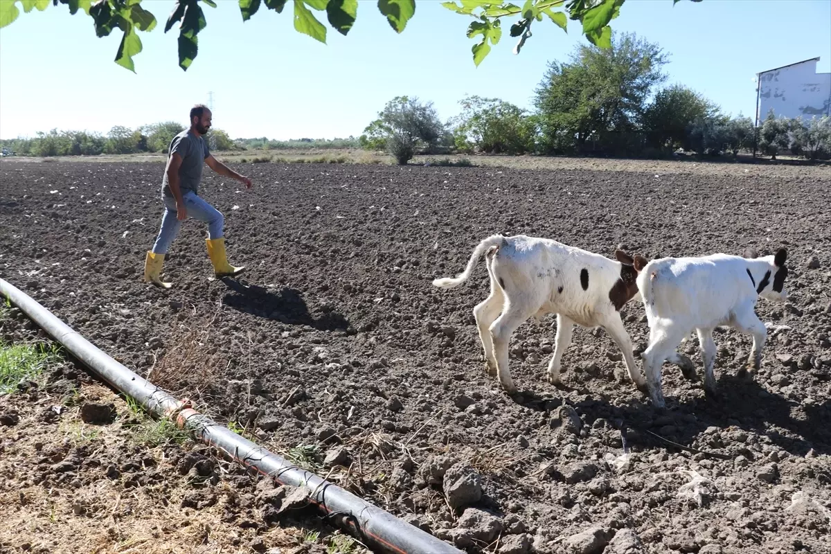 Davut Budamlı\'nın Süt Çiftliği Hayali Gerçekleşti