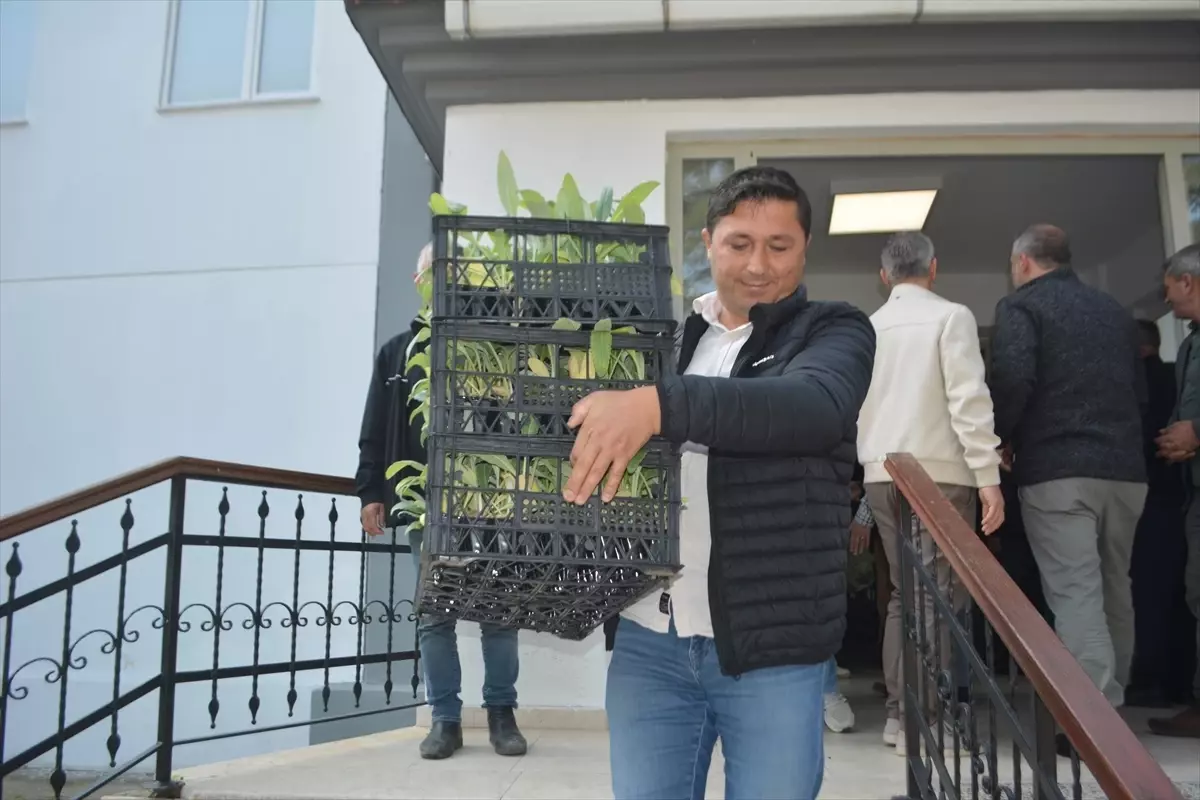 Gömeç\'te 50 Bin Enginar Fidesi Dağıtıldı