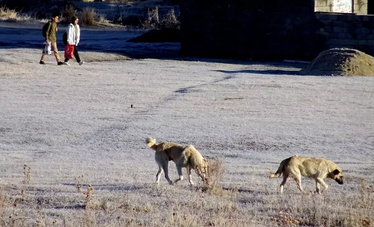 Sarıkamış\'ta Bitkiler Kırağıyla Kaplandı