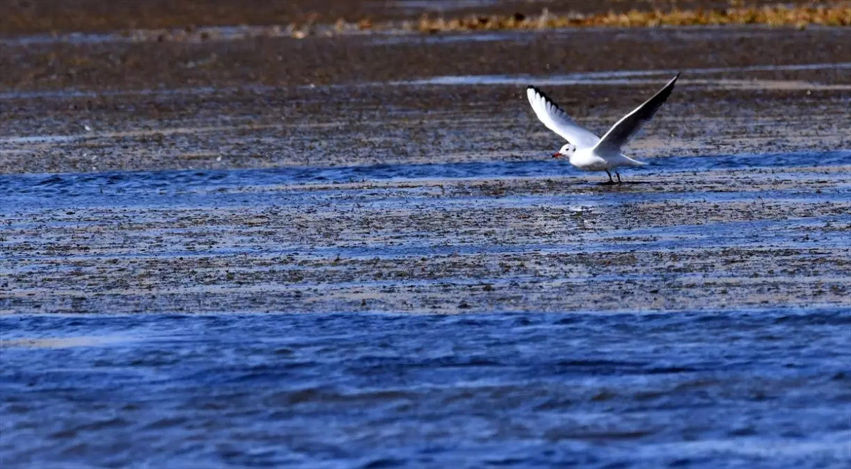 Kars\'ta Göçmen Kuşlar Besleniyor
