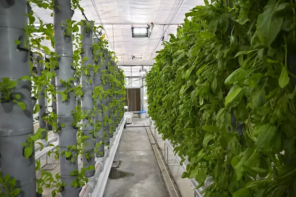 Dikey Tarım ile Sürdürülebilir Üretim