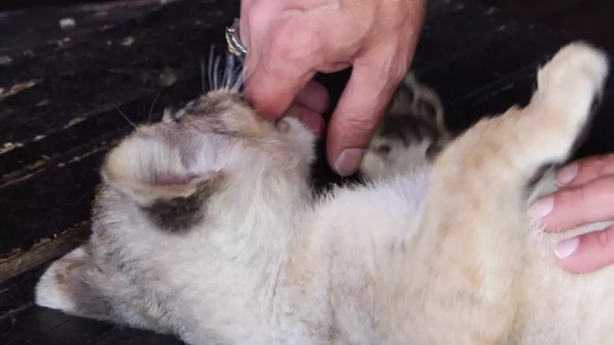 Tuzla\'da Kaçak Yavru Aslan \'Hugo\' Koruma Altında