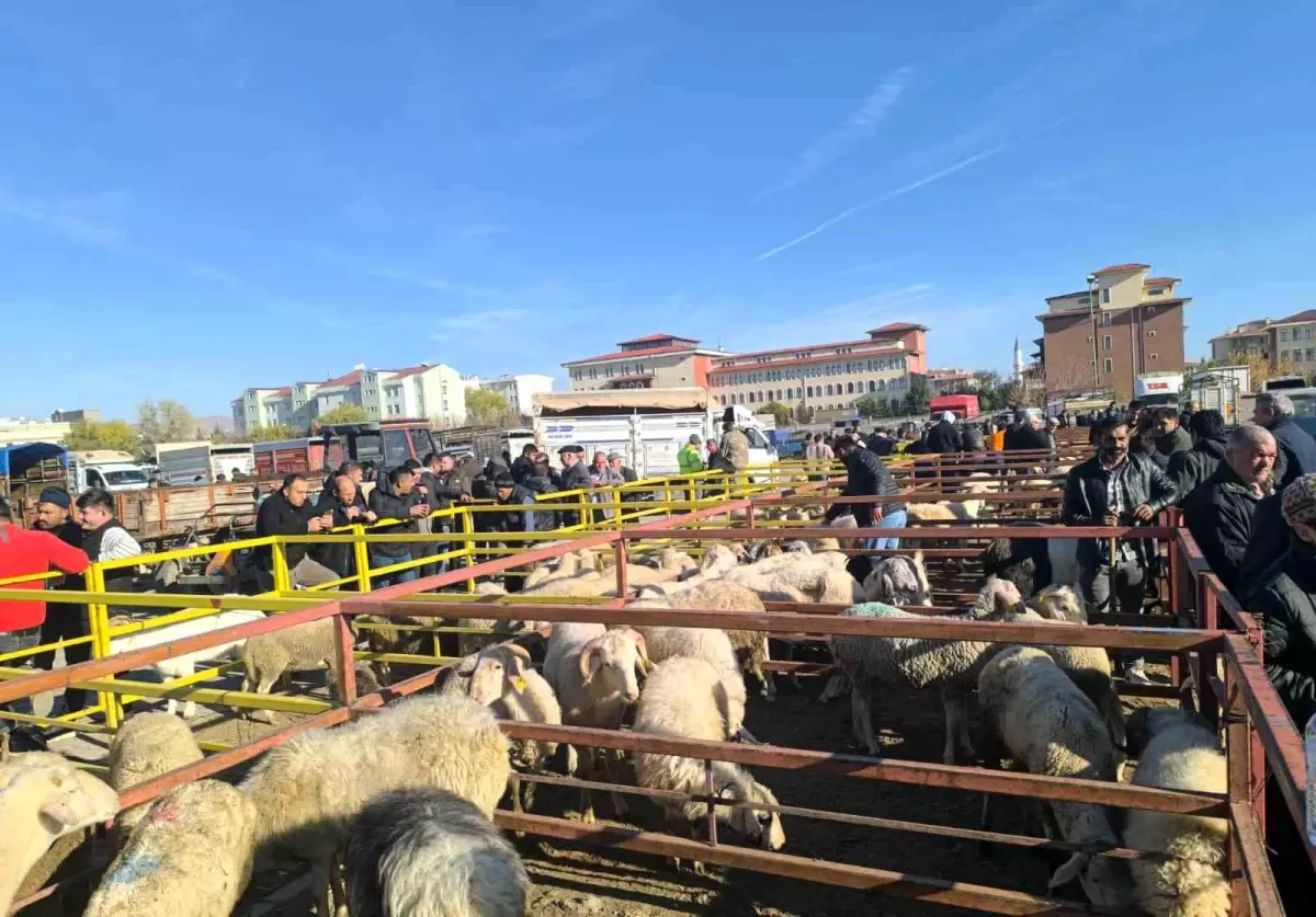 Şuhut Canlı Hayvan Pazarı Yeniden Açıldı
