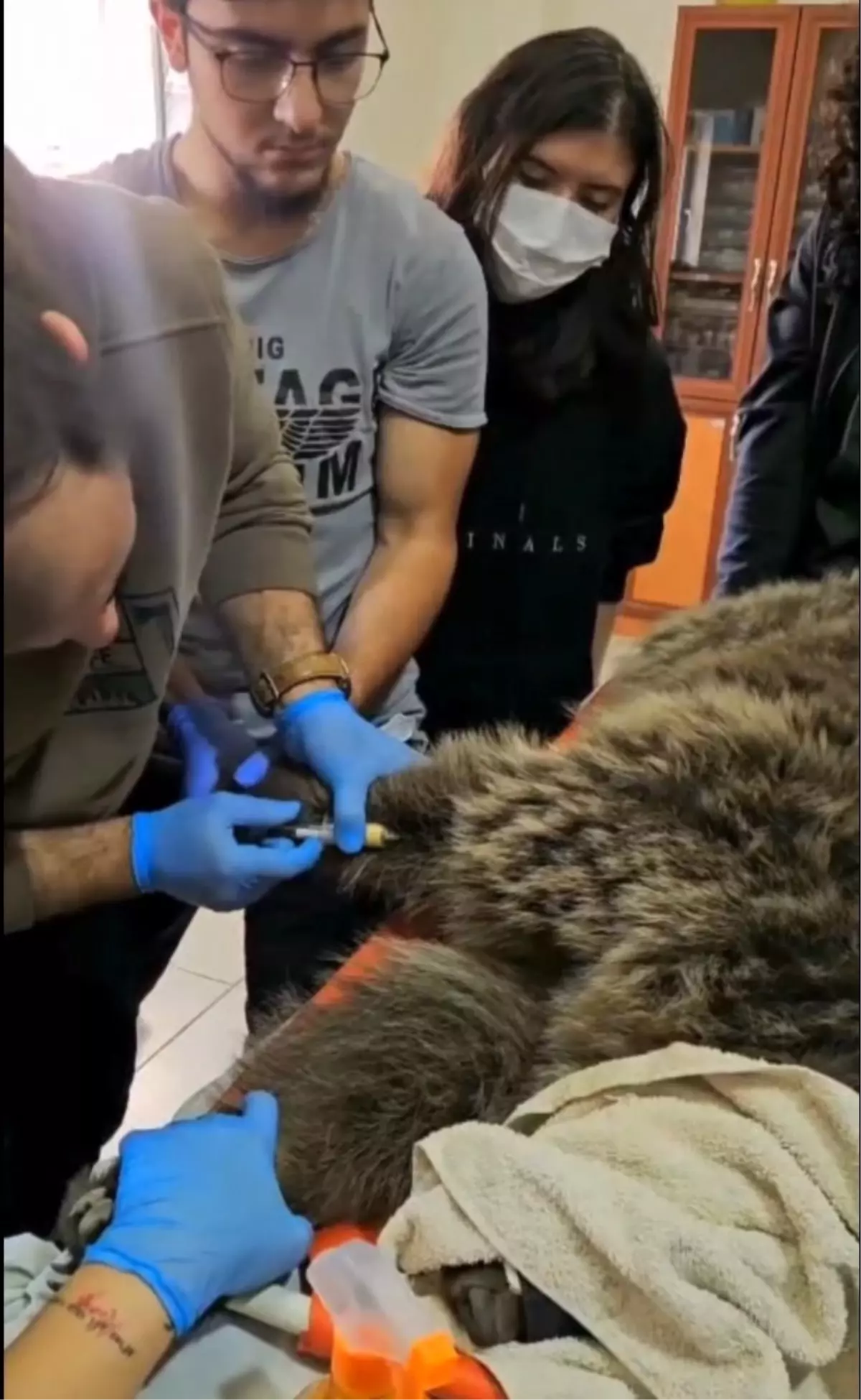 Sarıkamış\'ta Yaralı Bozayı Tedavi Altına Alındı