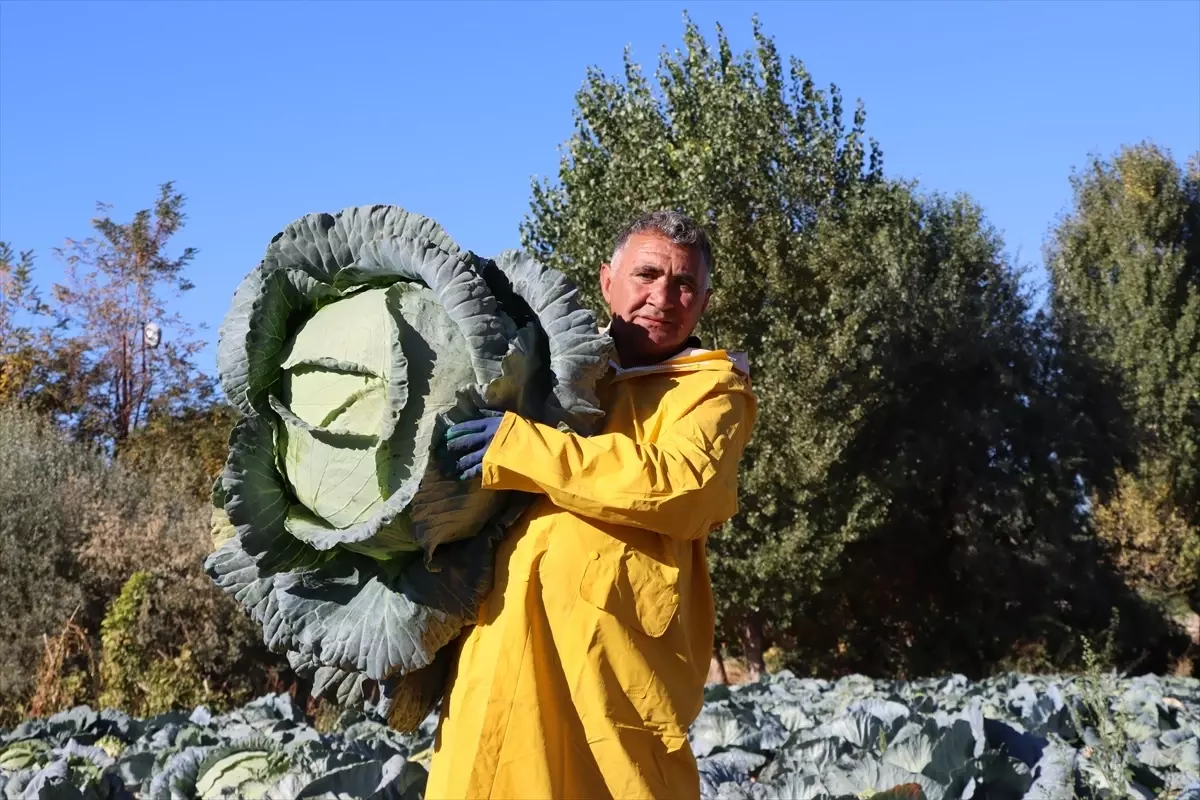 Erciş Lahanası Hasadı Başladı