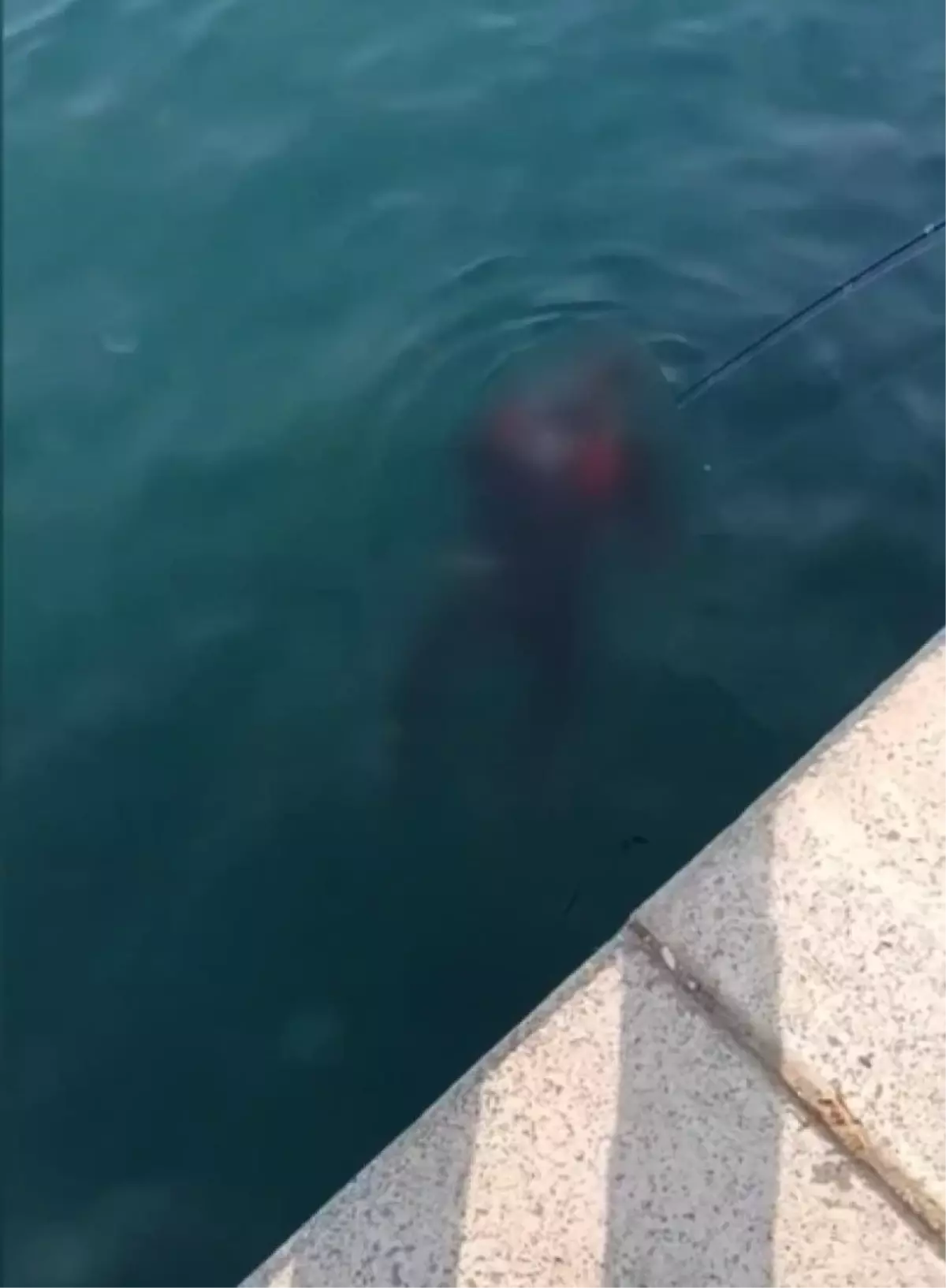 Beykoz\'da dehşete düşüren olay! Balık tutanların oltasına ceset takıldı