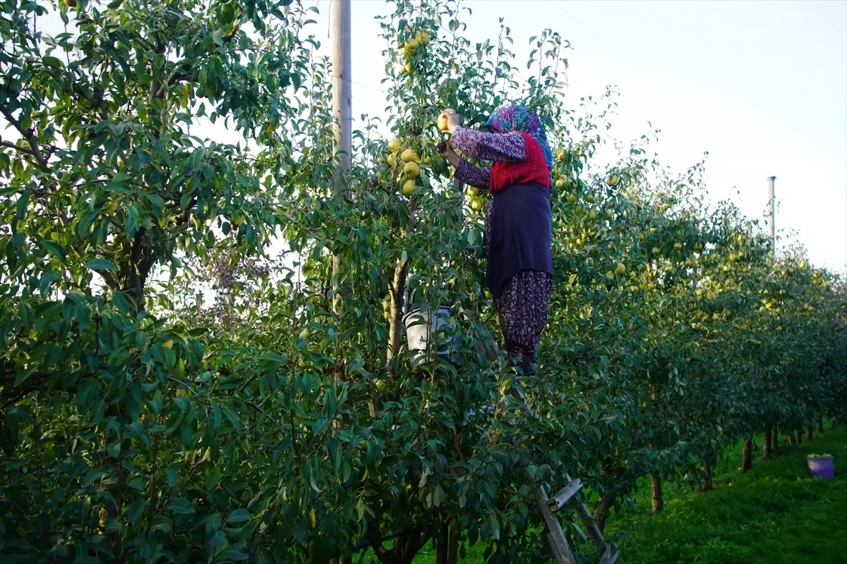 Edirne\'de Meyvecilik Gelir Kaynağı Oluyor