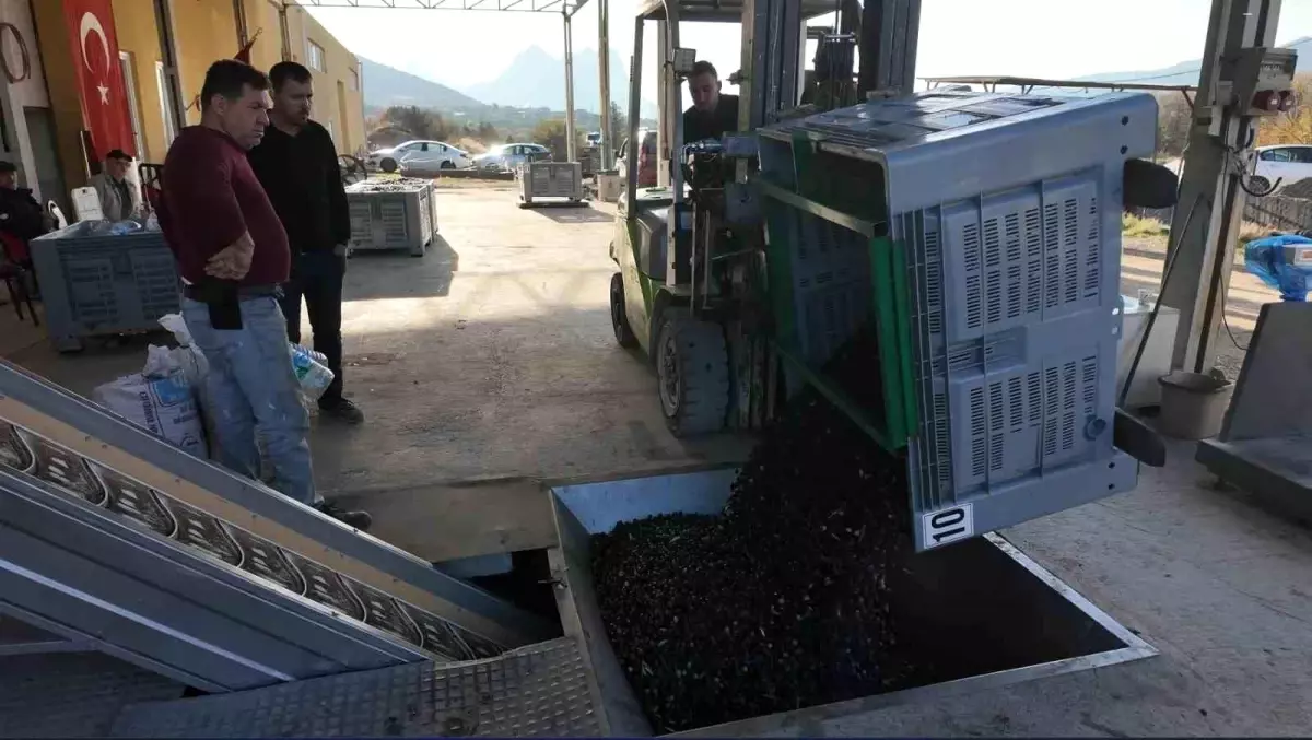 Sarıcakaya\'da Soğuk Sıkım Zeytinyağı Üretimi