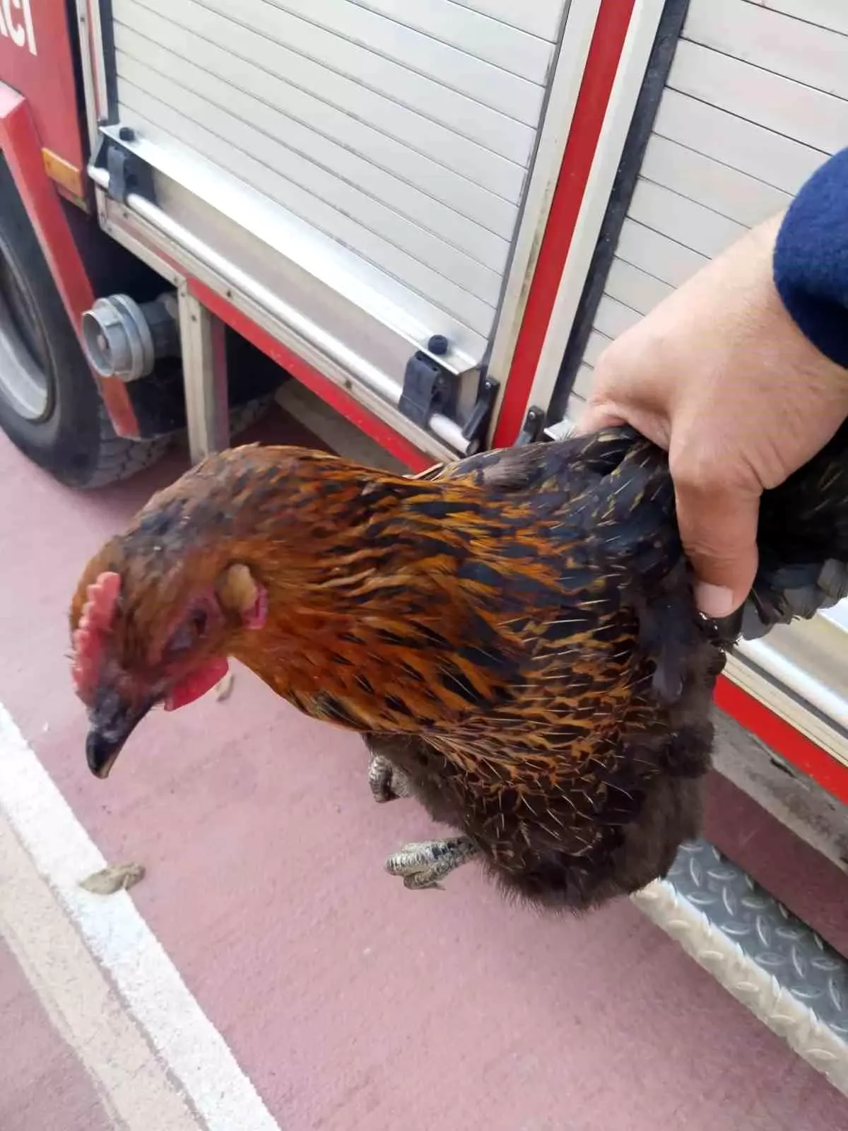 Gümüşhane\'de Harşit Çayı\'na Düşen Tavuk Kurtarıldı