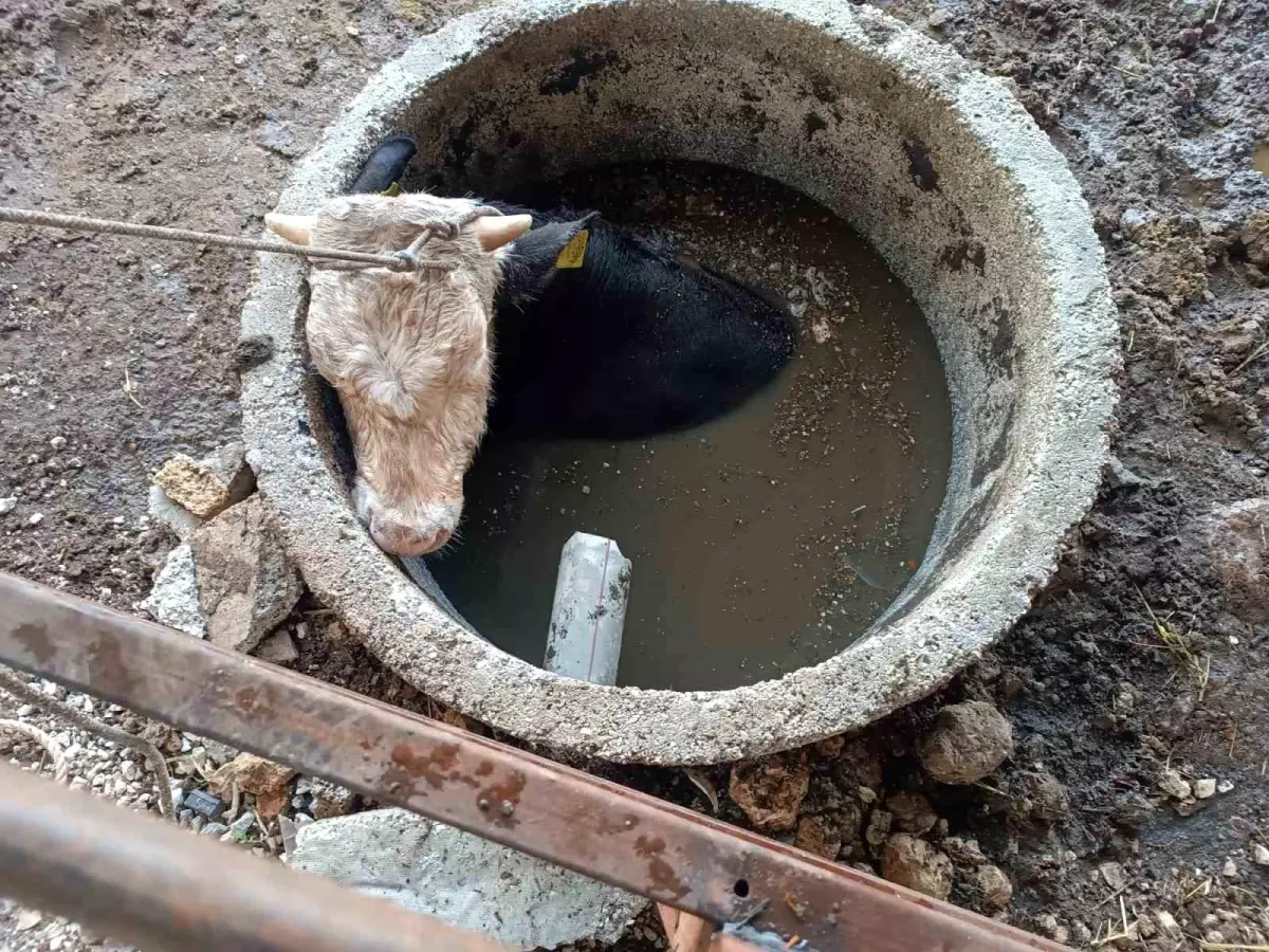 Kuyuya Düşen İnek İtfaiye Ekipleri Tarafından Kurtarıldı