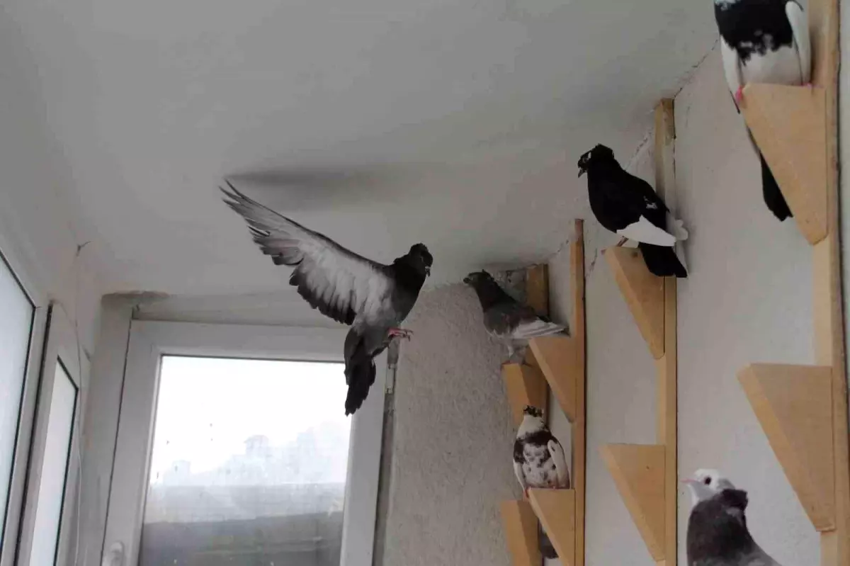 Bayburt Güvercini: Türk Fısıldayıcısı